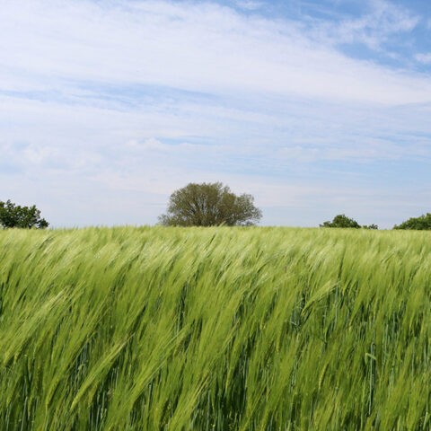 Hof-Achtern-Diek-Getreide_IMG_4250-1